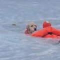 Drama u zaleđenom jezeru! Vatrogasci rizikovali život da spasu labradora koji je upao u led: Snimak dirnuo svet (video)