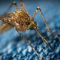 Na teritoriji Beograda u jednom uzorku komarca detektovan virus Zapadnog Nila