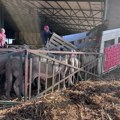 Obnovljen izvoz jagnjadi u Izrael, iz Kanjiže krenulo 14 kamiona sa 6.000 grla