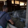 Od grada do farme: Minići budućnost vide u ovčarstvu