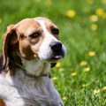 Dreserka izdvojila 6 rasa pasa koje nikada ne bi izabrala za kućne ljubimce