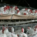 Farmer iz Kalifornije morao da uništi jato od 550.000 kokošaka zbog ptičjeg gripa