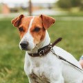 Veterinar otkriva 8 mitova o psima u koje mnogi vlasnici i dalje veruju