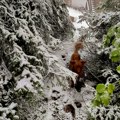 Lovac stradao od sačme kolege