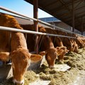 Stočari u Srbiji mogu da konkurišu za nabavku mašina i opreme