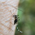 Sutra akcija zaprašivanja komaraca u više beogradskih naselja