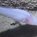 VIDEO Jedna od najređih na svetu: Otkrivena "demonska" riba bez očiju i sa providnom kožom