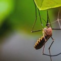 Od groznice Zapadnog Nila u Grčkoj preminule još tri osobe, ukupno devet ovog leta