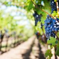Raspisan konkurs za subvencije za podizanje zasada vinove loze