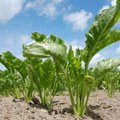 Oglasilo se Ministarstvo nakon incidenta s breskvama: Pesticidi na bazi hlorpirifosa dozvoljeni samo za šećernu repu
