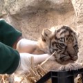 Zoo-vrt u Rimu dobio "zlata vredno" pojačanje: Rođeno mladunče tigra čija je podvrsta u riziku od izumiranja (VIDEO)
