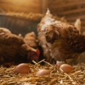 Jezivo iznenađenje na imanju Meštani otvorili kokošinjac, a unutra ih sačekalo strašna scena! (foto)
