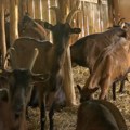 Kako su Ivanu i Milici koze i kupovina kuće na selu promenili život