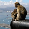 Teritorija u Evropi koju čuvaju divlji majmuni: Ima ih oko 300 i poznati su kao vešti kradljivci