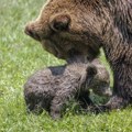 U Slovačkoj od početka godine odstreljena 92 zaštićena mrka medveda