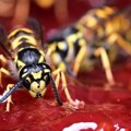 Šta da radimo da nam ose ne unište izlet – naučni vodič za bezbedno ručavanje sa ovim insektima