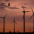 Ptice ili vetroturbine? Kontroverzni projekat na Pešterskoj visoravni uznemirio stručnjake