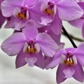 Три највећа мита о орхидејама: Уопште нису захтевне биљке