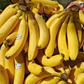 U pošiljci banana zaplenjeno 7,7 tona kokaina u Holandiji