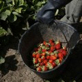 Ponovo stigle jagode parceli u selu Štitar kod Šapca