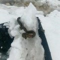 Neverovatno! Na Goliji snimljena zmija na snegu, a to je loš znak! A ovu pojavu od juče i danas je predvidela!