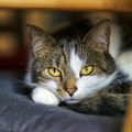Dobrotvorna organizacija pokušava da udomi 300 mačaka u Kanadi o kojima je brinuo samo jedan čovek