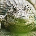Drama na popularnom letovalištu u Španiji: Primećen krokodil, turisti zanemeli od šoka (Foto)