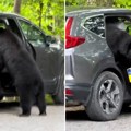 Alarm se oglasio, ljudi vrištali, a njega baš briga: Medved izveo "pljačku veka", pa otišao u šumu da se osveži (video)