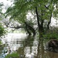 Ova životinja je opasnija od zmija, ajkula i krokodila, a u Srbiji joj upravo počinje sezona