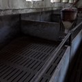 После затишја, нова жаришта афричке куге свиња у Срему и Мачви
