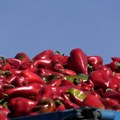 Црепајска паприка осваја и инострано тржиште