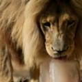 Smrznuta hrana spas od vrućina za životinje u zoološkom vrtu u Atini