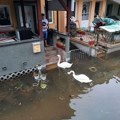 Labudovi stigli do vikendica na Ribarskom ostrvu u Novom Sadu (FOTO)