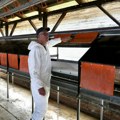 Ptičiji grip razara farme u Kaliforniji, živinarstvo ugroženo