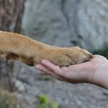 Veterinarka objasnila kako psi iskazuju svoju ljubav