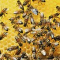 Данас се обележава Светски дан пчела, дан најзначајнијег инсекта опрашивача Зрењанин - Светски дан пчела