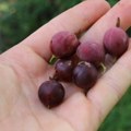 Malo ko je sadi, a kilogram vredi i do 12 evra: Rađa obilno, ne traži mnogo nege, a kupci je sve više traže