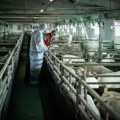 Vanredne mere uvedene u ovim delovima Srbije: zabranjeni kampovanje i branje pečuraka