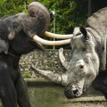 Sukob titana: Šta mislite, ko je izašao kao pobednik iz ovog okršaja slona i nosoroga?