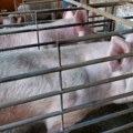 Šta će se dešavati sa cenom mesa zbog afričke kuge svinja