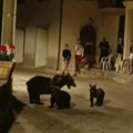 "Pucao sam iz straha, nisam hteo da je ubijem": Muškarac upucao popularnu medvedicu u blizini nacionalnog parka u Italiji