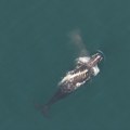 Uginula ženka retke vrste kita: Povređena ribarskom opremom