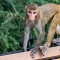 Muškarca povredio majmun, posle mesec dana saznao da ima "virus B": Otada se bori za život