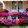 Za najlepši i najšareniji balkon u kraju: Kombinacija ovih 5 biljaka je provereno najbolja rascvetana šema