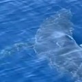 Јадранско море пуно ајкула! Рајку се неман уплела у мрежу: ''Осетили смо адреналин, видели смо да је нешто огромно''! (фото)