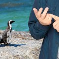 Ovo je možda naudaljeniji, ali i najslađi posao na svetu: Potrebni ljudi za brojanje pingvina na Antarktiku