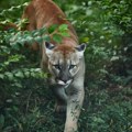 Puma zaskočila dete ispred kuće! Horor u Malibuu, počela da juri i njenu majku!