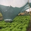 Док су други гледали у небо и плакали, Радослав је сачувао целу њиву: Погледајте шта је урадио овај домаћин из Футога само 5…