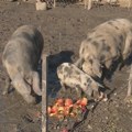 Kad komšija "nije bilo ko": Farmu svinja prave tik uz oazu prirode Zasavica i porodičnu kuću