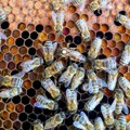 Turski pčelar želi u Ginisovu knjigu: Prekriće telo sa 65 kilograma pčela